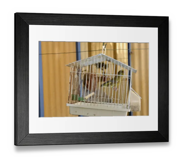 Framed Print : Greenfinch Carduelis chloris singing in cage Malta Framed Print : Greenfinch Carduelis chloris singing in cage Malta