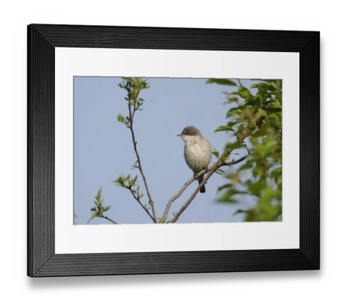 Framed Print : Lesser Whitethroat Sylvia curruca in song Norfolk May Framed Print : Lesser Whitethroat Sylvia curruca in song Norfolk May
