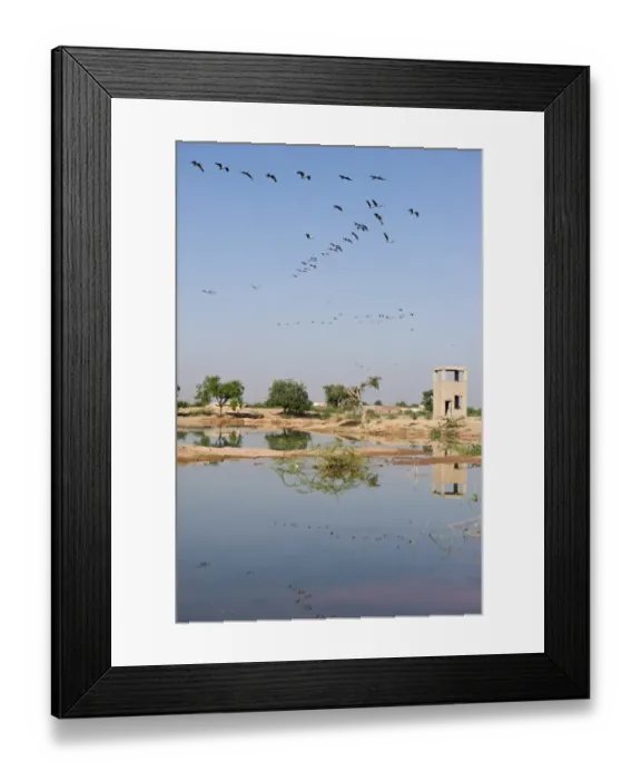 Framed Print : Demoiselle Cranes Anthropoides virgo at Kichan in Thar Desert Rajasthan India November