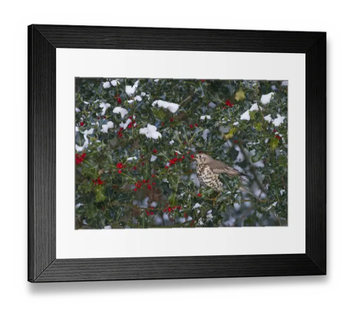 Framed Print : Mistle Thrush Turdus viscivorus feeding on holly berries Norfolk December Framed Print : Mistle Thrush Turdus viscivorus feeding on holly berries Norfolk December