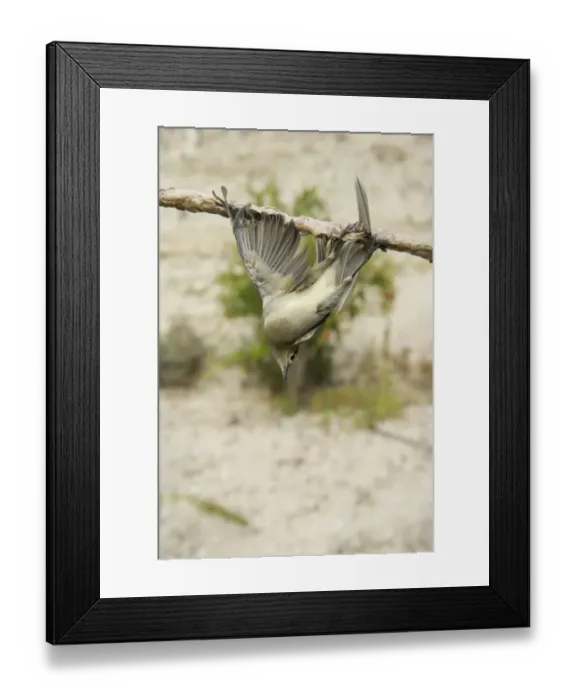 Framed Print : Blackcap Sylvia atricapilla illegally trapped on limestick for use as ambelopulia Cyprus Framed Print : Blackcap Sylvia atricapilla illegally trapped on limestick for use as ambelopulia Cyprus