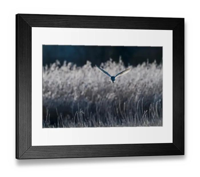 Framed Print : Barn Owl Tyto alba Norfolk winter Framed Print : Barn Owl Tyto alba Norfolk winter