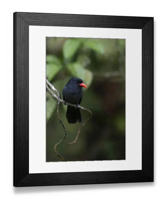Framed Print : Black-fronted Nunbird Monasa nigifrons Iquitos Amazon Peru