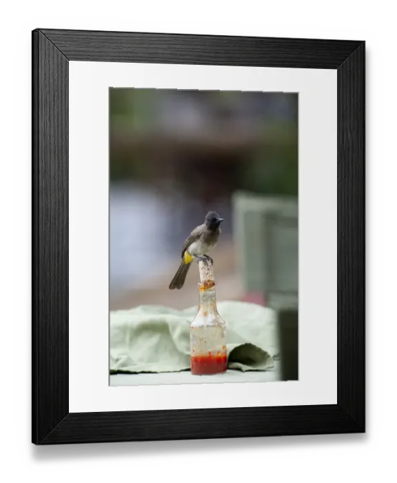 Framed Print : Common Bulbul Pycnonotus babatus perched on chili sauce bottle Governors Camp Masai Framed Print : Common Bulbul Pycnonotus babatus perched on chili sauce bottle Governors Camp Masai