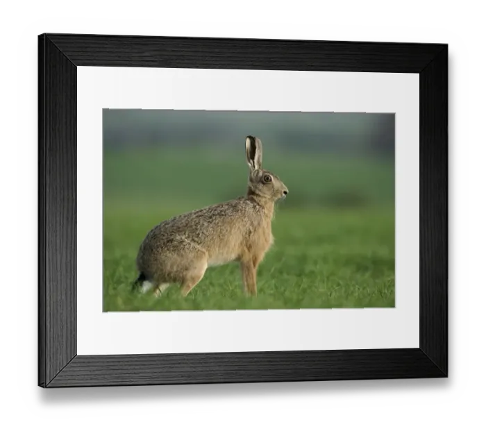 Framed Print : Brown Hare Leus europaeus Norfolk spring Framed Print : Brown Hare Leus europaeus Norfolk spring