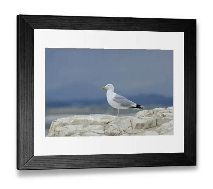 Framed Print : Herring Gull Larus argentatus adult Farne Islands Northumberland summer Framed Print : Herring Gull Larus argentatus adult Farne Islands Northumberland summer