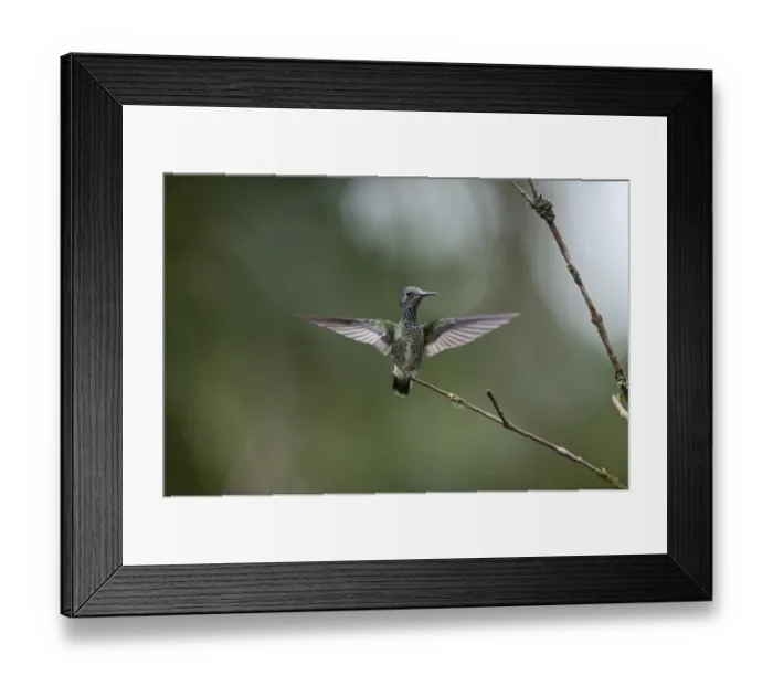 Framed Print : White-necked Jacobin Florisuga melivora female Costa Rica Framed Print : White-necked Jacobin Florisuga melivora female Costa Rica