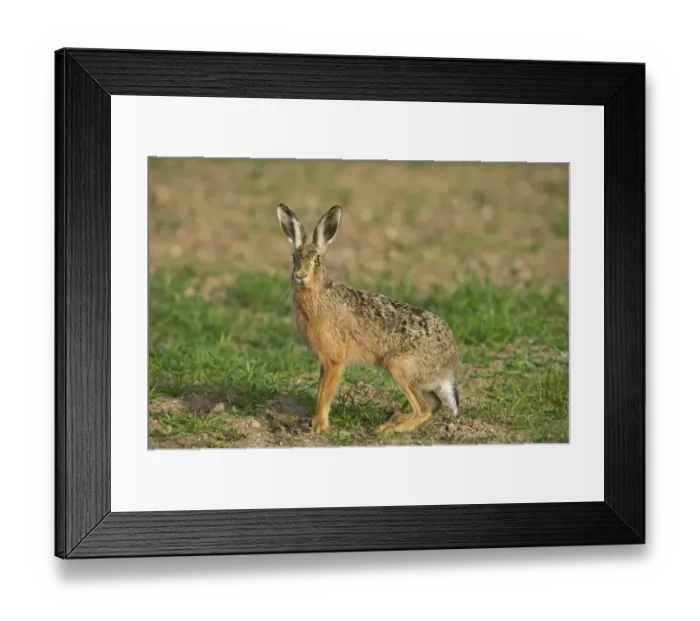 Framed Print : Brown Hare Leus europaeus Norfolk spring Framed Print : Brown Hare Leus europaeus Norfolk spring