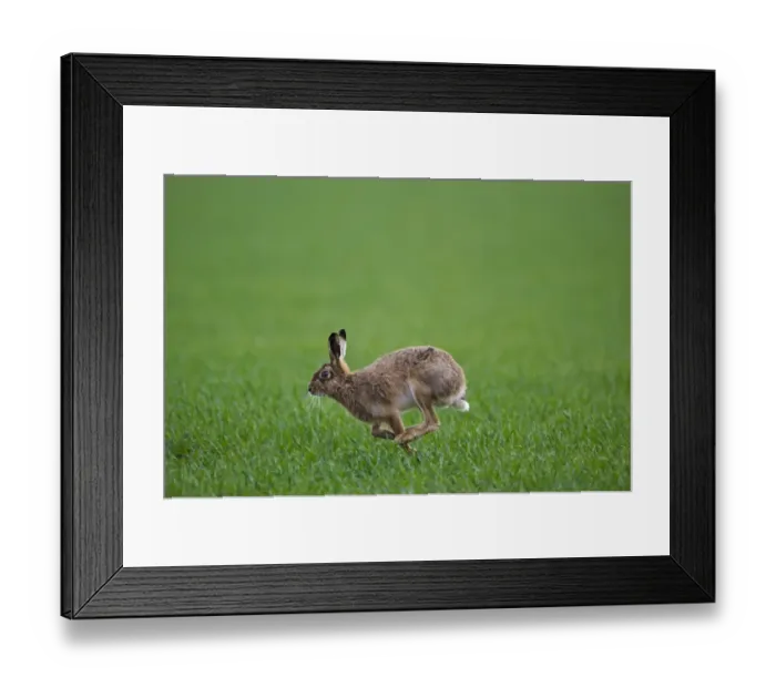 Framed Print : Brown Hare Lepus europaeus Norfolk spring Framed Print : Brown Hare Lepus europaeus Norfolk spring