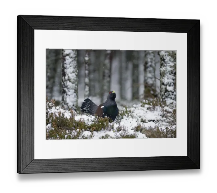 Framed Print : Capercailie Tetrao urogallus male in winter Highlands Scotland February Framed Print : Capercailie Tetrao urogallus male in winter Highlands Scotland February