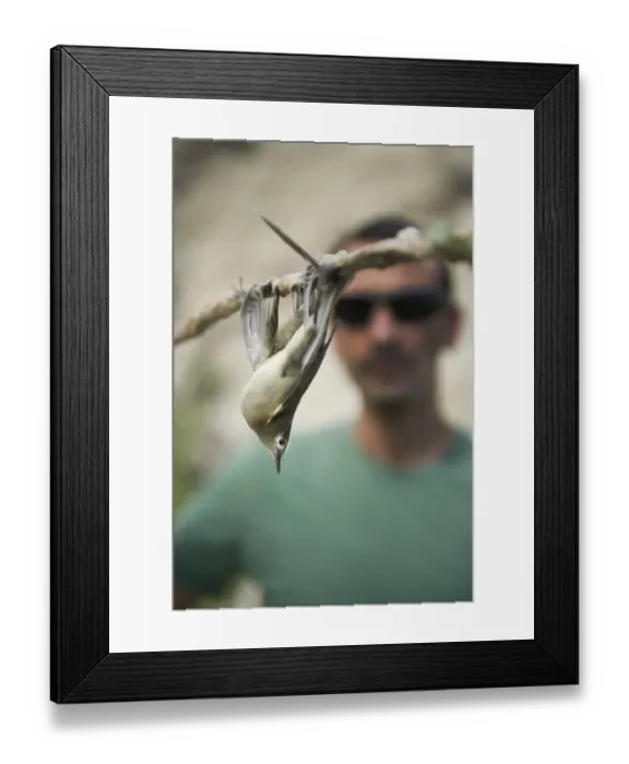 Framed Print : BirdLife Field Officer with a Blackcap Sylvia atricapilla illegally trapped on limestick Framed Print : BirdLife Field Officer with a Blackcap Sylvia atricapilla illegally trapped on limestick