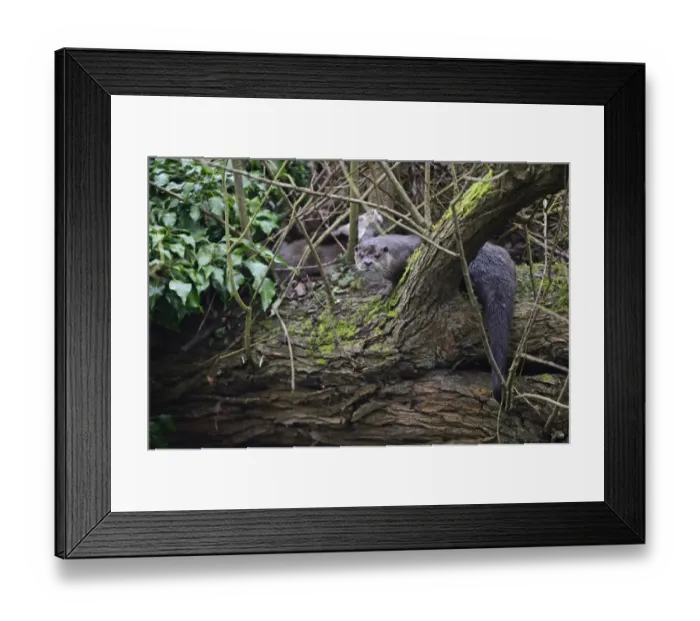 Framed Print : Otters Lutra lutra near Holt on River Thet Thetford Norfolk Framed Print : Otters Lutra lutra near Holt on River Thet Thetford Norfolk