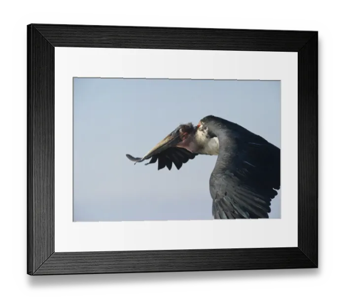 Framed Print : Marabou Stork Leptoptilos crumeniferus Lake Nakuru Kenya Framed Print : Marabou Stork Leptoptilos crumeniferus Lake Nakuru Kenya