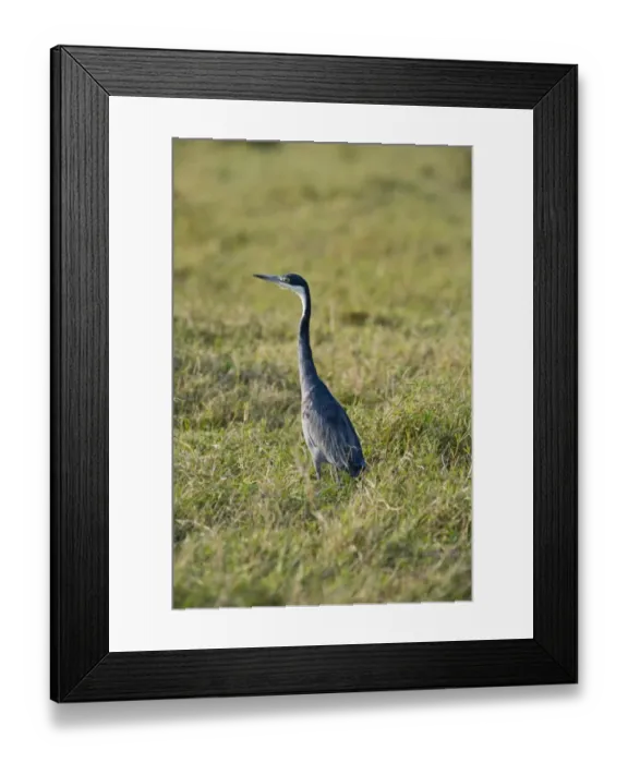 Framed Print : Black-headed Heron Ardea melanocephala Masai Mara Kenya Framed Print : Black-headed Heron Ardea melanocephala Masai Mara Kenya