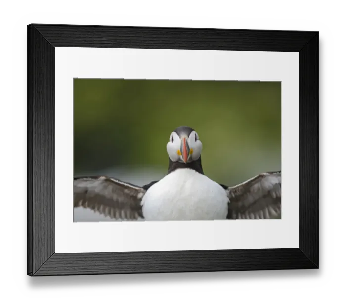 Framed Print : Puffin Fratercula arctica Farne Islands Northumberland July Framed Print : Puffin Fratercula arctica Farne Islands Northumberland July