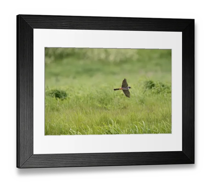 Framed Print : Hobby Falco subbuteo hunting Lakenheath RSPB Reserve Suffolk May Framed Print : Hobby Falco subbuteo hunting Lakenheath RSPB Reserve Suffolk May