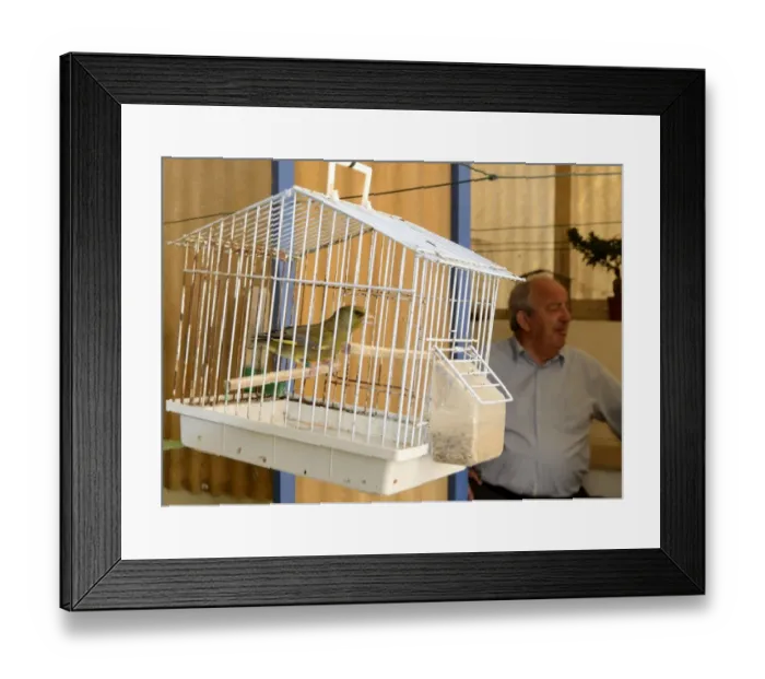 Framed Print : Greenfinch Carduelis chloris singing in cage Malta Framed Print : Greenfinch Carduelis chloris singing in cage Malta
