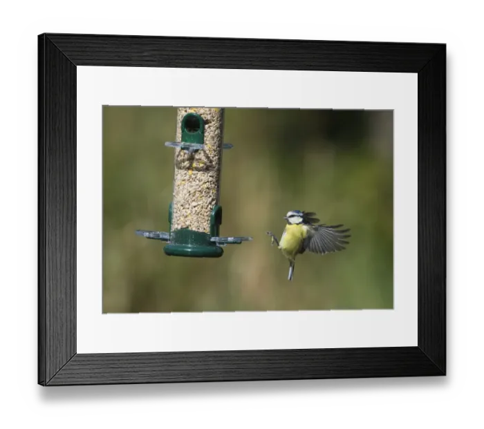 Framed Print : 005717 Framed Print : 005717