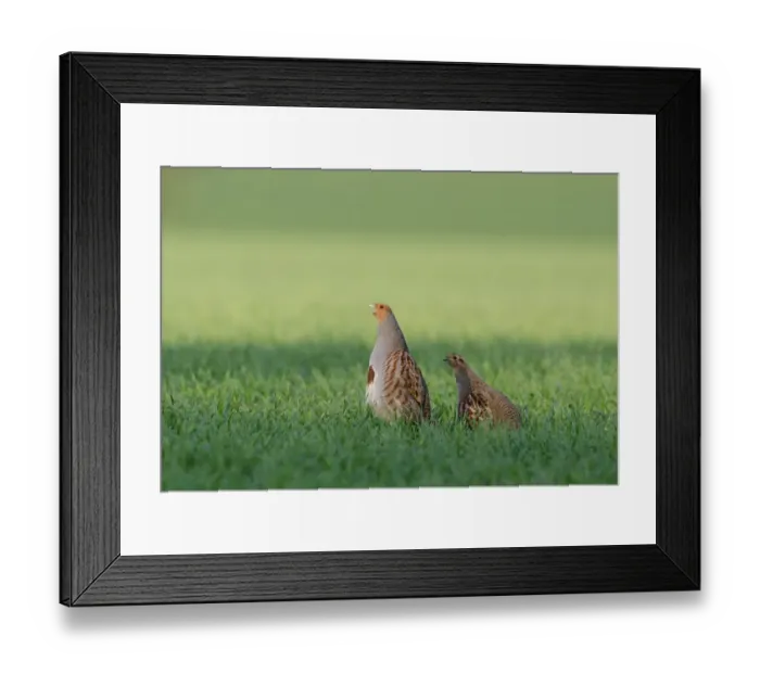 Framed Print : Grey Partridge Perdix perdix Norfolk spring Framed Print : Grey Partridge Perdix perdix Norfolk spring