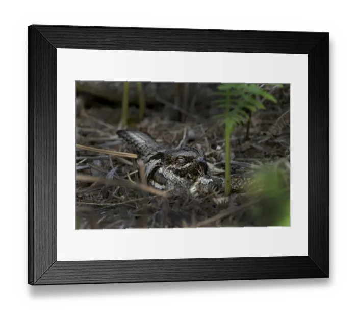 Framed Print : European Nightjar Caprimulgus europaeus on nest among bracken Norfolk June