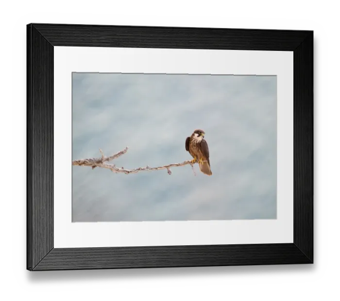 Framed Print : Eleonoras Falcon Falco eleonarae pale morph Cyprus autumn Framed Print : Eleonoras Falcon Falco eleonarae pale morph Cyprus autumn
