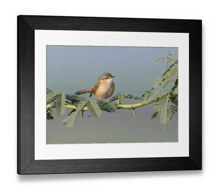 Framed Print : Ashy Prinia Prinia socialis Northern India
