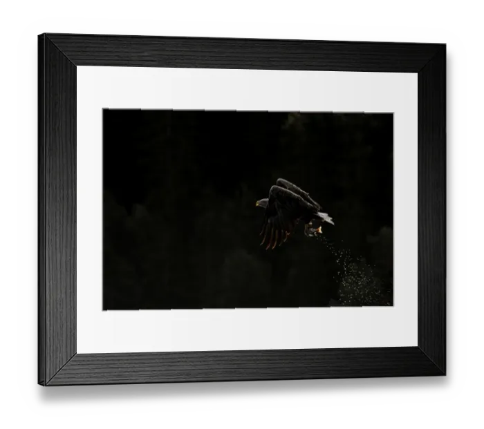 Framed Print : White-tailed Eagle (Sea Eagle) Mull Scotland July Framed Print : White-tailed Eagle (Sea Eagle) Mull Scotland July