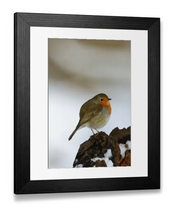 Framed Print : Robin Erithacus rubecula puffed up in cold Norfolk winter Framed Print : Robin Erithacus rubecula puffed up in cold Norfolk winter