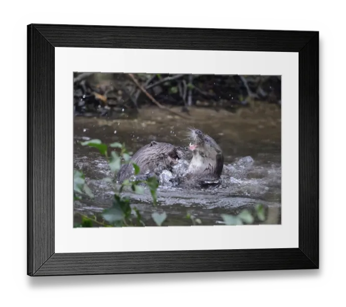 Framed Print : Otters Lutra lutra well grown cubs play fighting on River Thet Thetford Norfolk Framed Print : Otters Lutra lutra well grown cubs play fighting on River Thet Thetford Norfolk