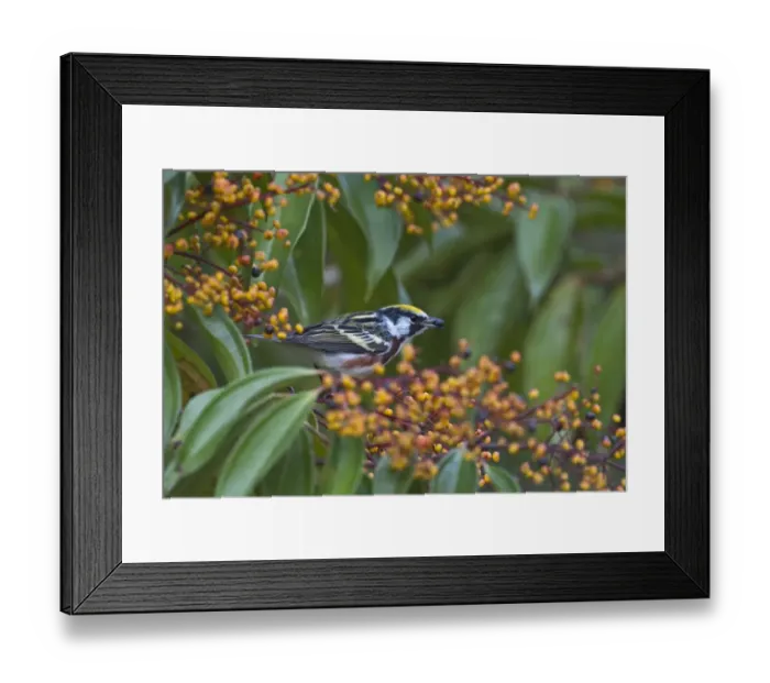Framed Print : Chestnut-sided Warbler Dendroica pensylvanica male La Selva Costa Rica Framed Print : Chestnut-sided Warbler Dendroica pensylvanica male La Selva Costa Rica