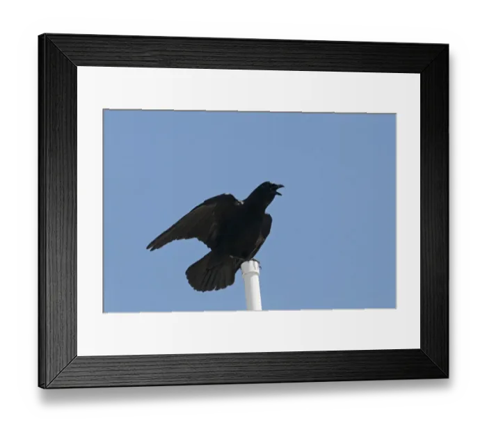 Framed Print : American Crow Corvus brachyrhynchos Florida Everglades Framed Print : American Crow Corvus brachyrhynchos Florida Everglades