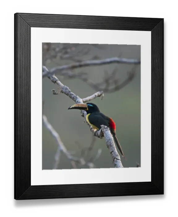 Framed Print : Lettered Aracari Pteroglossus inscriptus Amazon Peru Framed Print : Lettered Aracari Pteroglossus inscriptus Amazon Peru