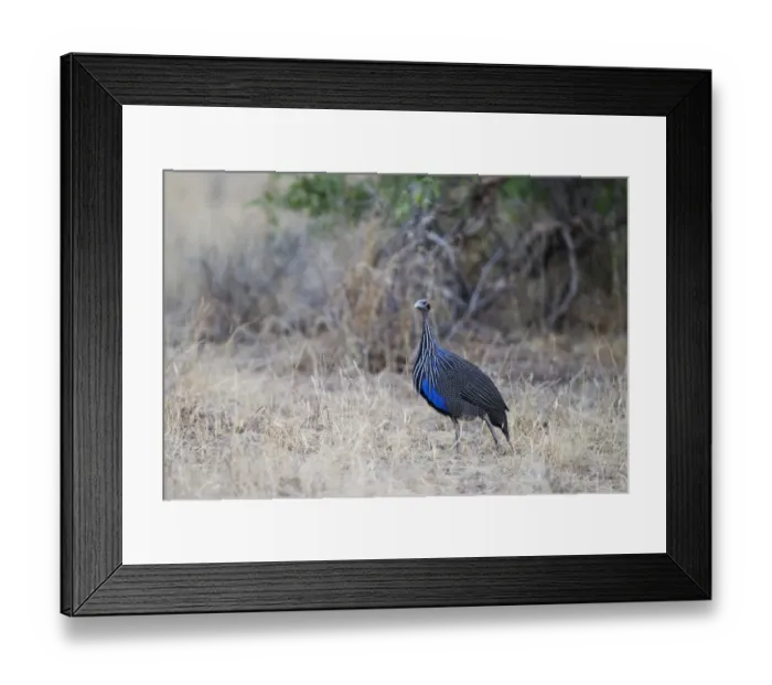Framed Print : Vulturine Guineafowl Acryllium vulturinum Samburu Kenya Framed Print : Vulturine Guineafowl Acryllium vulturinum Samburu Kenya