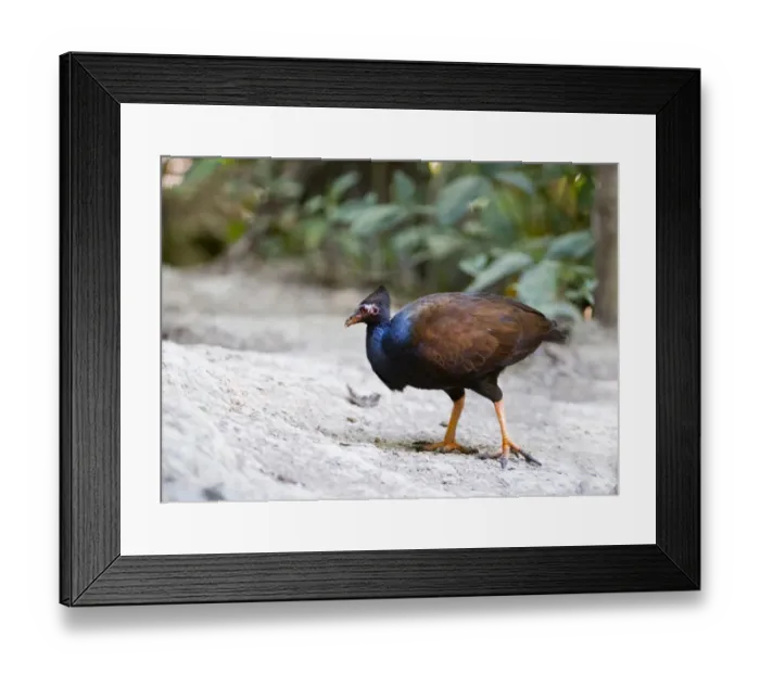 Framed Print : Orange-footed Scrub Fowl Megapodius reinwardt N Queensland Australia November Framed Print : Orange-footed Scrub Fowl Megapodius reinwardt N Queensland Australia November