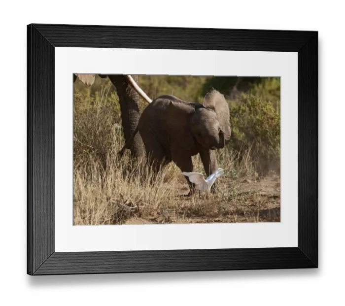 Framed Print : Young Elephant chasing a Cattle Egret at Samburu Kenya Framed Print : Young Elephant chasing a Cattle Egret at Samburu Kenya