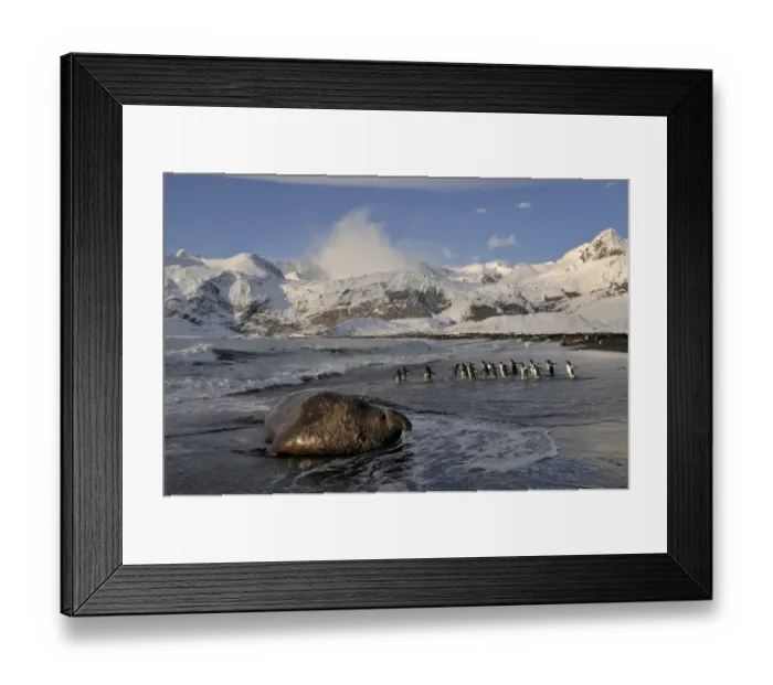 Framed Print : Gentoo Penguins Pygoscelis papua on beach with Elephant Seal Gold Harbour South Georgia Framed Print : Gentoo Penguins Pygoscelis papua on beach with Elephant Seal Gold Harbour South Georgia