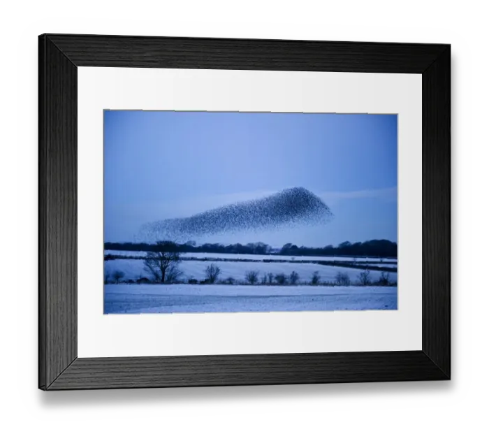 Framed Print : Starlings Sturnus vulgarus arriving at night time roost near Gretna Scotland December