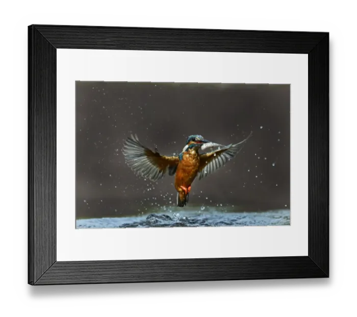 Framed Print : Common Kingfisher Alcedo atthis with minnow Worcestershire August Framed Print : Common Kingfisher Alcedo atthis with minnow Worcestershire August