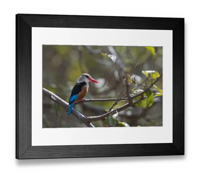 Framed Print : Grey-headed Kingfisher Halycon leucocephala Samburu Kenya Framed Print : Grey-headed Kingfisher Halycon leucocephala Samburu Kenya
