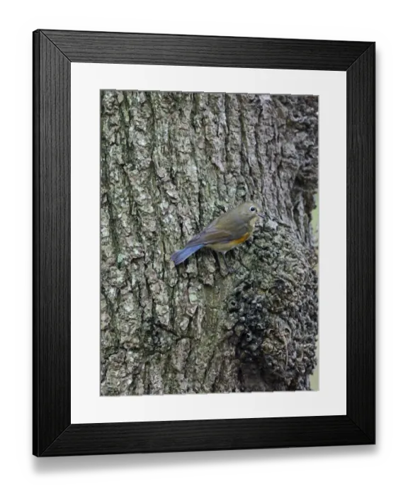 Framed Print : Red-flanked Bluetail (Tarsiger cyanurus), 1 st winter Stiffkey Norfolk October 2012 Framed Print : Red-flanked Bluetail (Tarsiger cyanurus), 1 st winter Stiffkey Norfolk October 2012