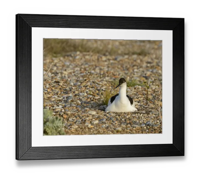 Framed Print : Avocet Recurvirostra avosetta incubating on nest Cley Norfolk May Framed Print : Avocet Recurvirostra avosetta incubating on nest Cley Norfolk May