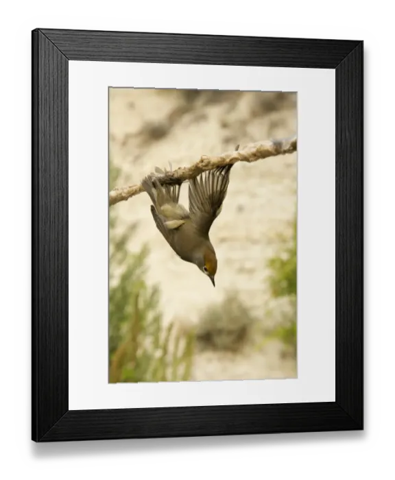 Framed Print : Blackcap Sylvia atricapilla illegally trapped on limestick for use as ambelopulia Cyprus