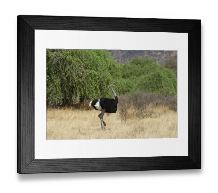Framed Print : Somali Ostrich Struthio camelus molybdophanes male Samburu Kenya Framed Print : Somali Ostrich Struthio camelus molybdophanes male Samburu Kenya
