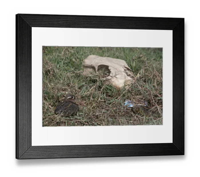 Framed Print : Greater Painted Snipe Rostratula benghalensis males, Bharatpur India November Framed Print : Greater Painted Snipe Rostratula benghalensis males, Bharatpur India November