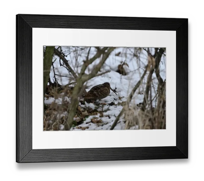 Framed Print : Eurasian Woodcock (Scolopax rusticola) Norfolk winter Framed Print : Eurasian Woodcock (Scolopax rusticola) Norfolk winter