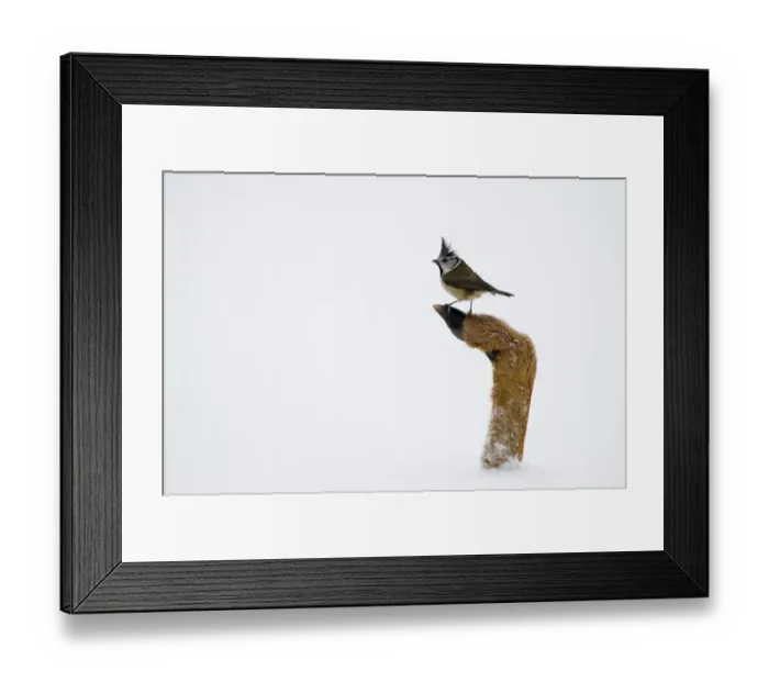 Framed Print : Crested Tit Lophophanes cristatus (formerly Parus cristatus) perched on hoof of dead Framed Print : Crested Tit Lophophanes cristatus (formerly Parus cristatus) perched on hoof of dead