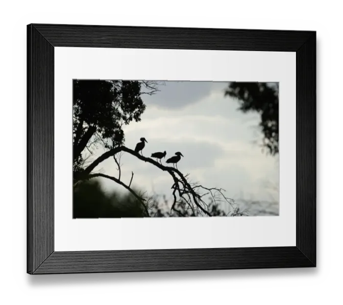 Framed Print : Hammerkops Scopus umbretta Masai Mara Kenya Framed Print : Hammerkops Scopus umbretta Masai Mara Kenya