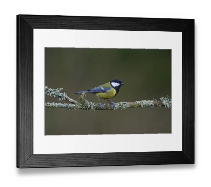 Framed Print : Great Tit Parus major Norfolk spring Framed Print : Great Tit Parus major Norfolk spring