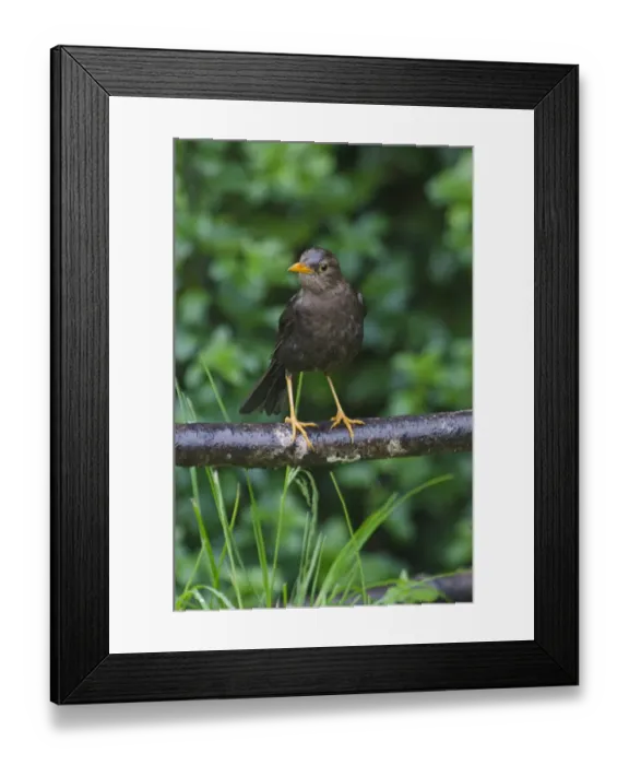 Framed Print : Island Thrush Turdus poliocephales Western Highlands Nr Mt Hagen Papua New Guinea Framed Print : Island Thrush Turdus poliocephales Western Highlands Nr Mt Hagen Papua New Guinea