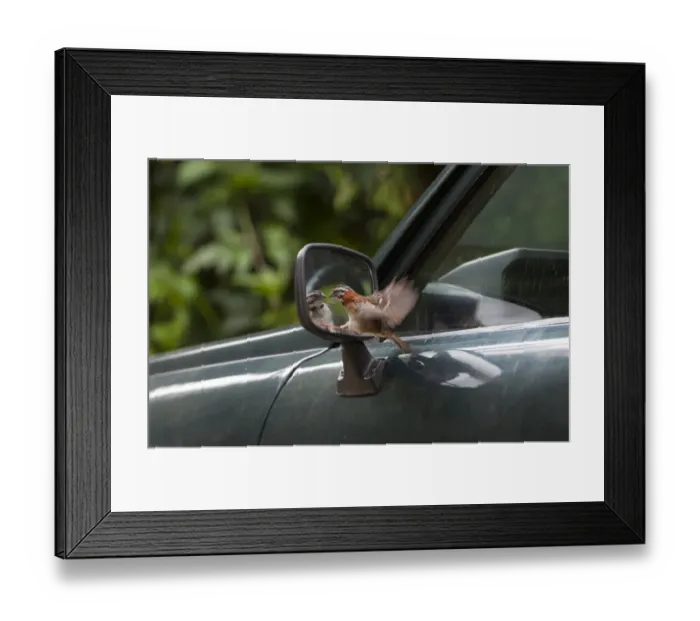 Framed Print : Rufous-collared Sparrow reacting to reflection in car wing mirror Savegre Costa Rica Framed Print : Rufous-collared Sparrow reacting to reflection in car wing mirror Savegre Costa Rica